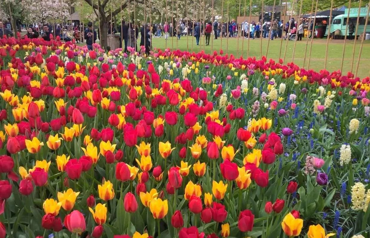 จากอัมสเตอร์ดัม: ทัวร์กลุ่มเล็ก Keukenhof และ Zaanse Schans | เนเธอร์แลนด์