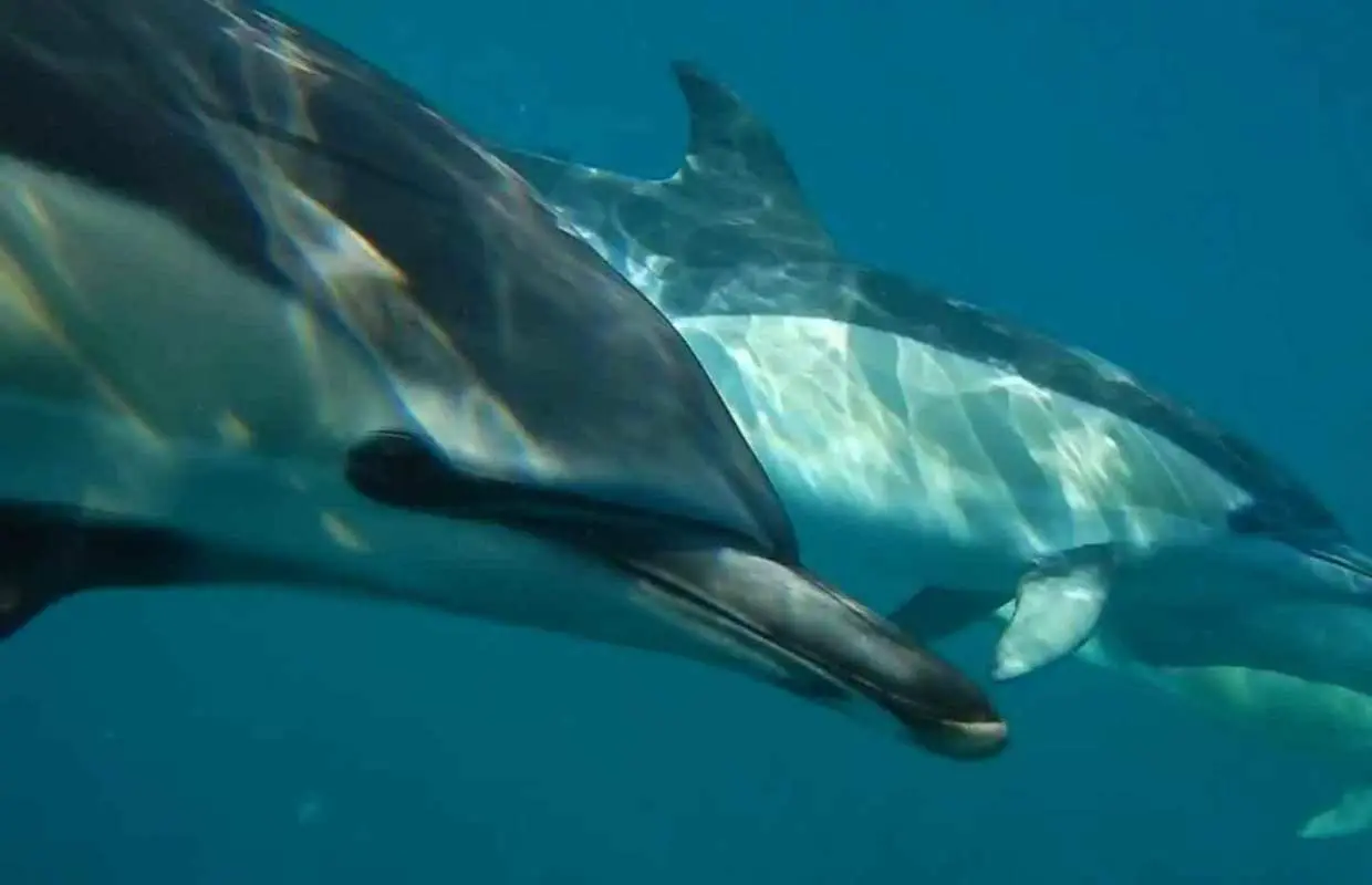 Lisbon: Dolphin Watching with Marine Biologist｜Portugal