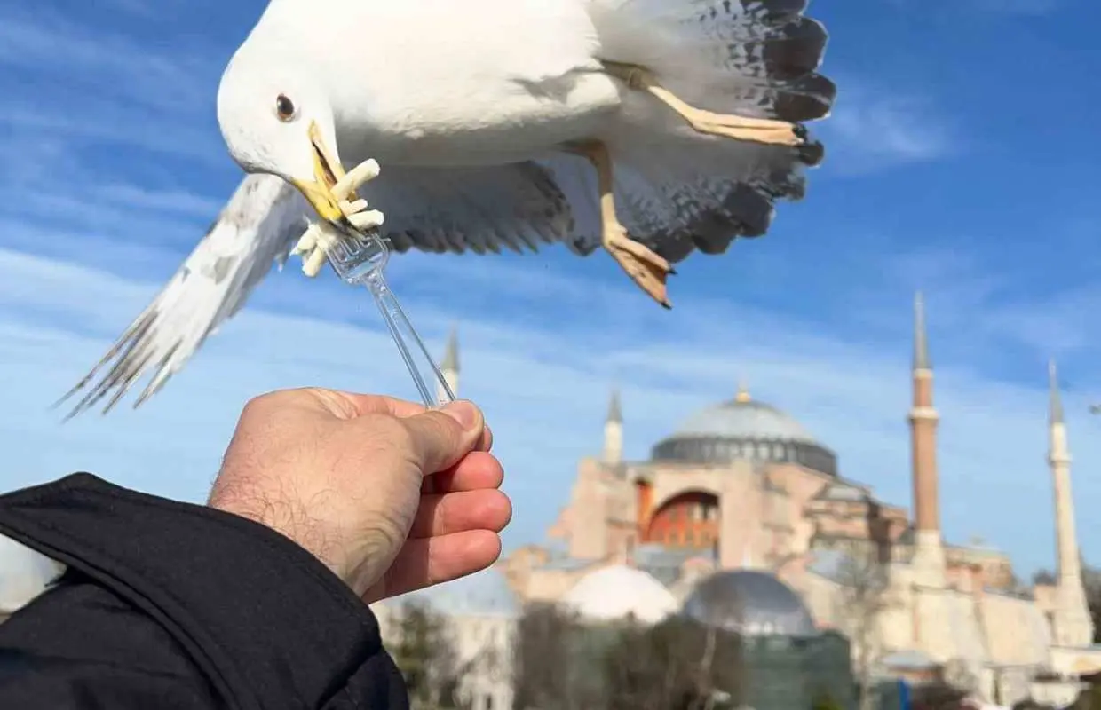 Istanbul: Best of the City Full-Day Tour with Transfers｜Turkey