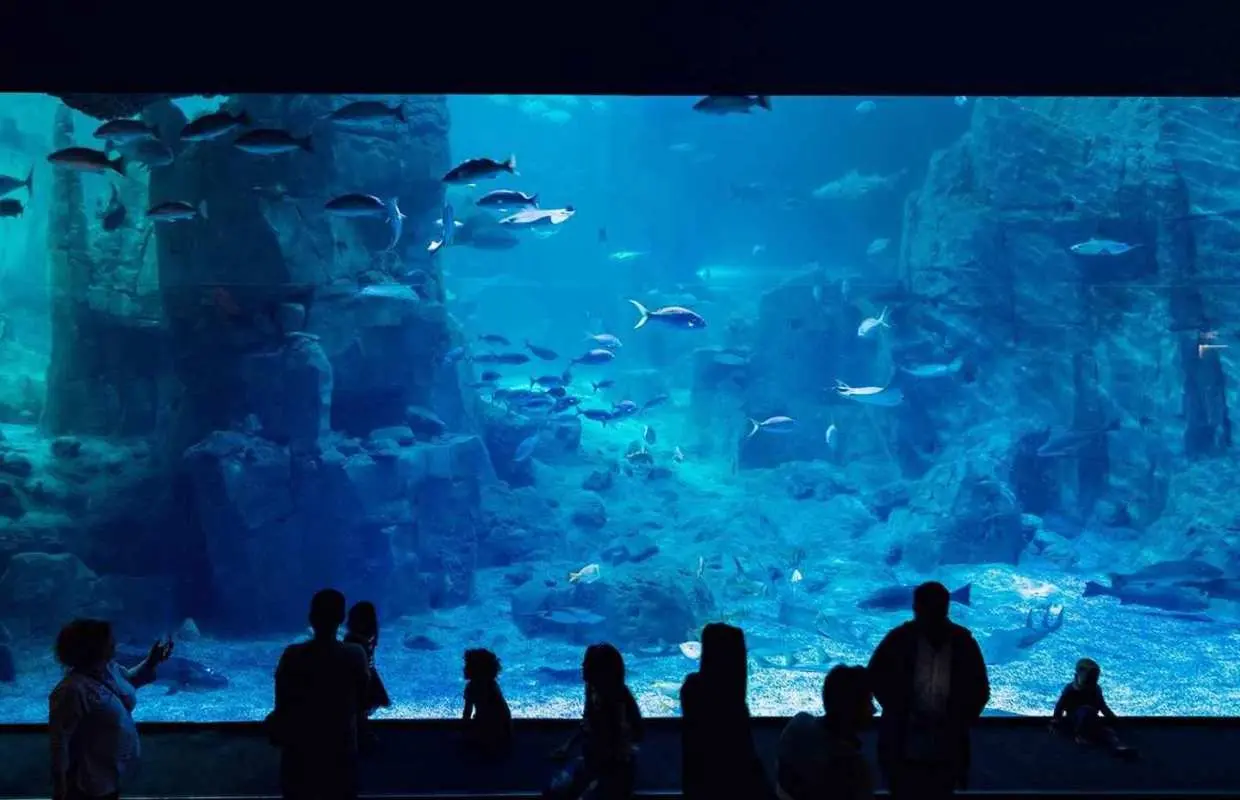 伊斯坦堡：水族館門票（含蘇丹艾哈邁德火車站出發的接駁巴士）｜土耳其