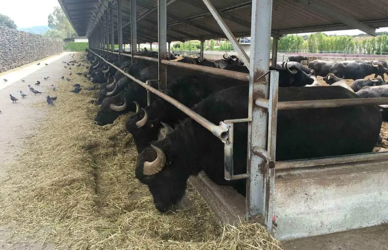 Exclusive Tour: Paestum Ruins and Dairy Visit with Tasting and Lunch｜Italy