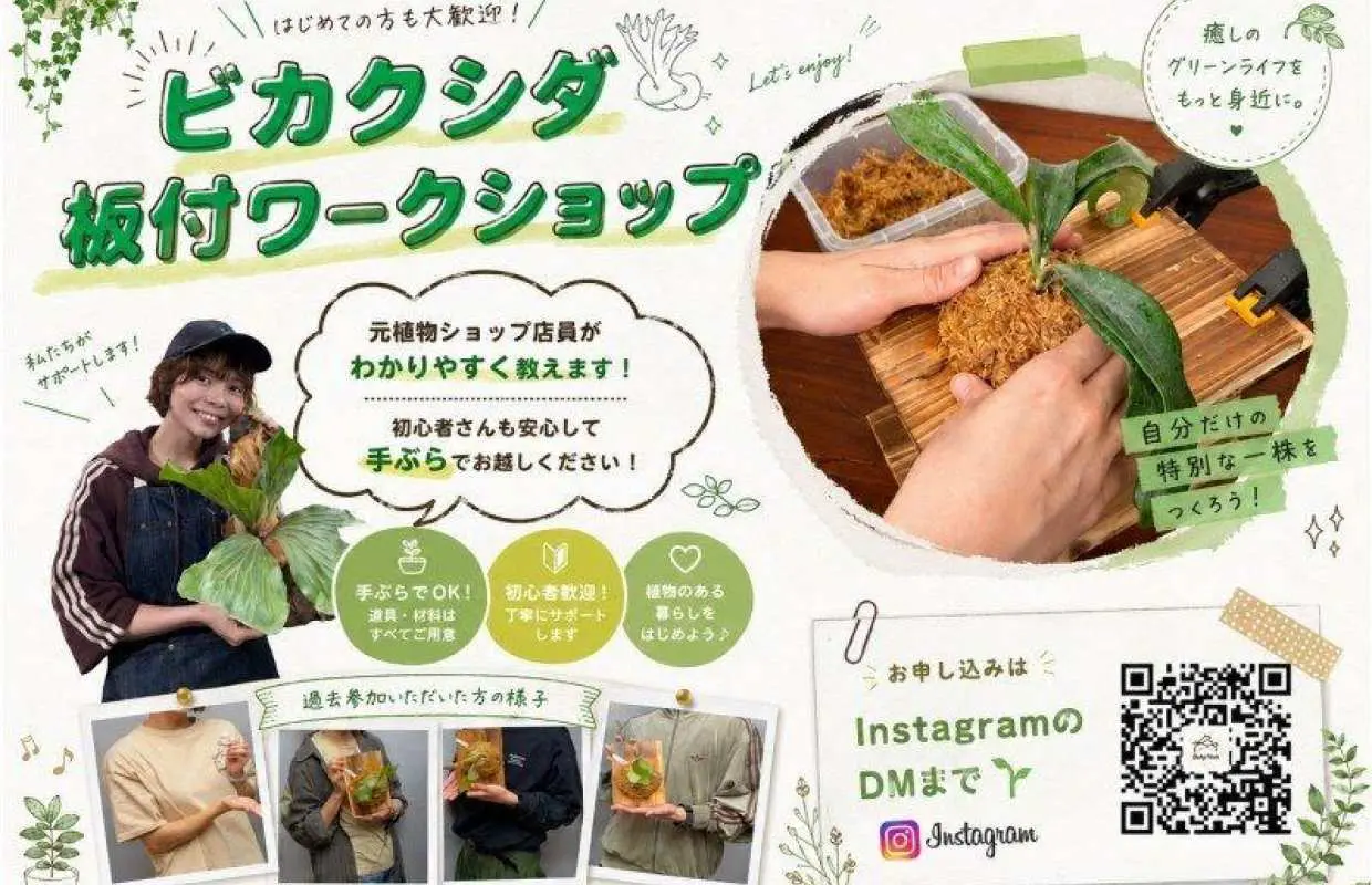 【東京・浅草】7月5日開催！ビカクシダ板付きワークショップ（手ぶらでOK・初心者歓迎）のコピー
