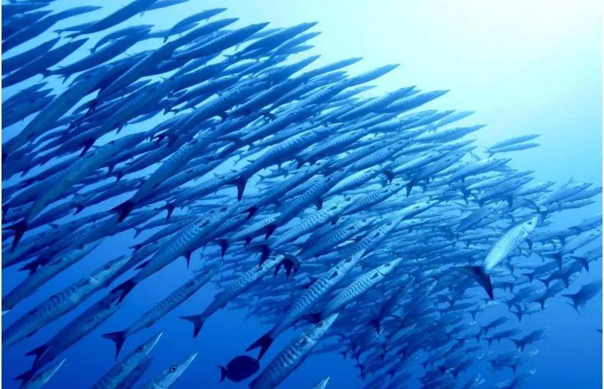 Free Campaign [Okinawa/Kerama Islands] Kerama Islands ★ 3 Dives per Day ★ Affordable Fun Diving Plan ★