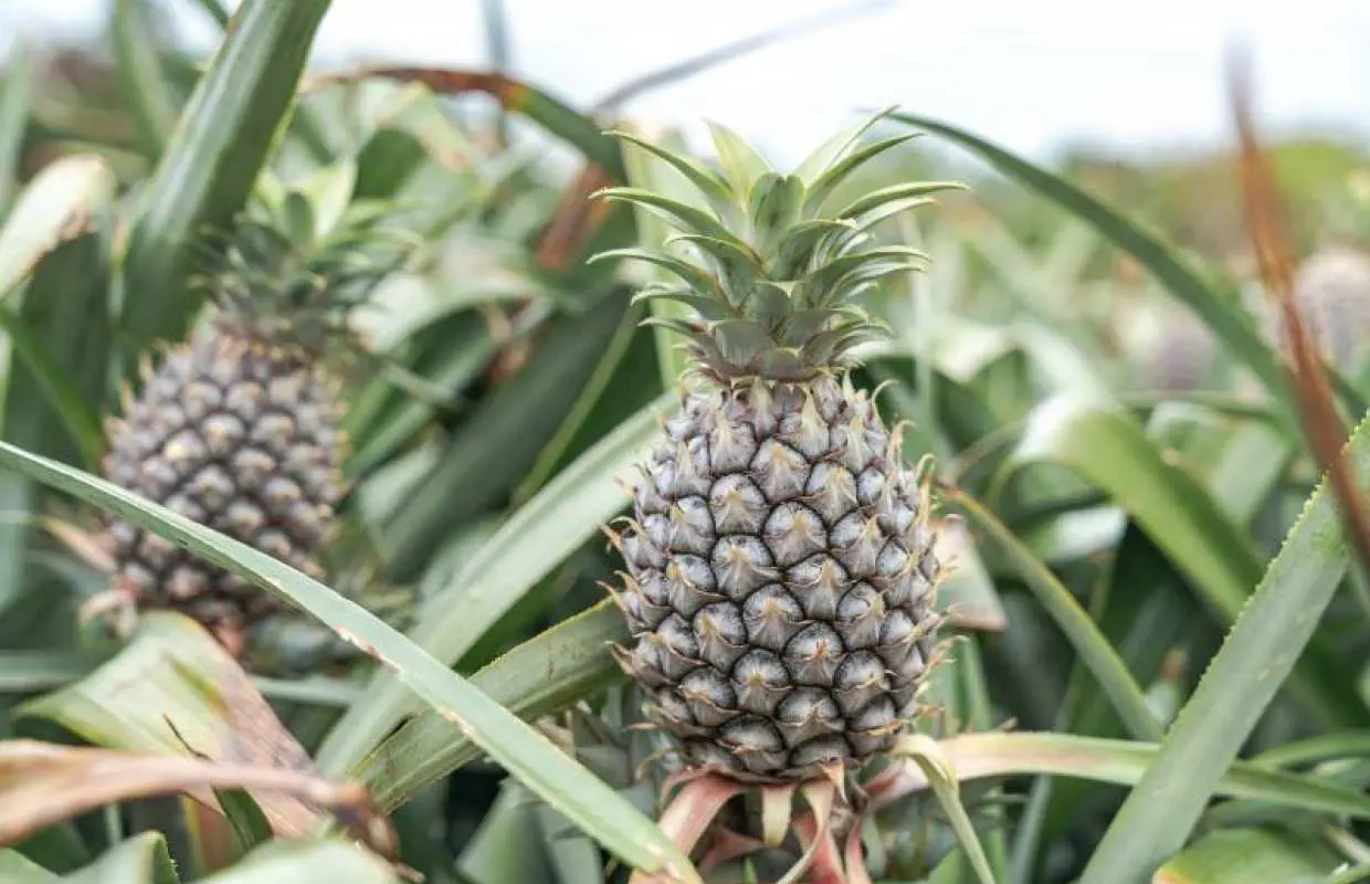 [Okinawa, Ishigaki Island] Beach & Pineapple Experience Photo Wedding ♪ Wedding photos ♪ Beach photoshoot with a pineapple harvesting experience (April to early August)