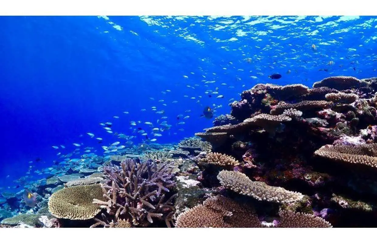 【予約殺到中】宮古島/伊良部島【奇跡のサンゴ礁×ウミガメシュノーケル】”5分で辿り着く秘密の楽園”スペシャルツアー｜ドローン＆水中撮影無料！