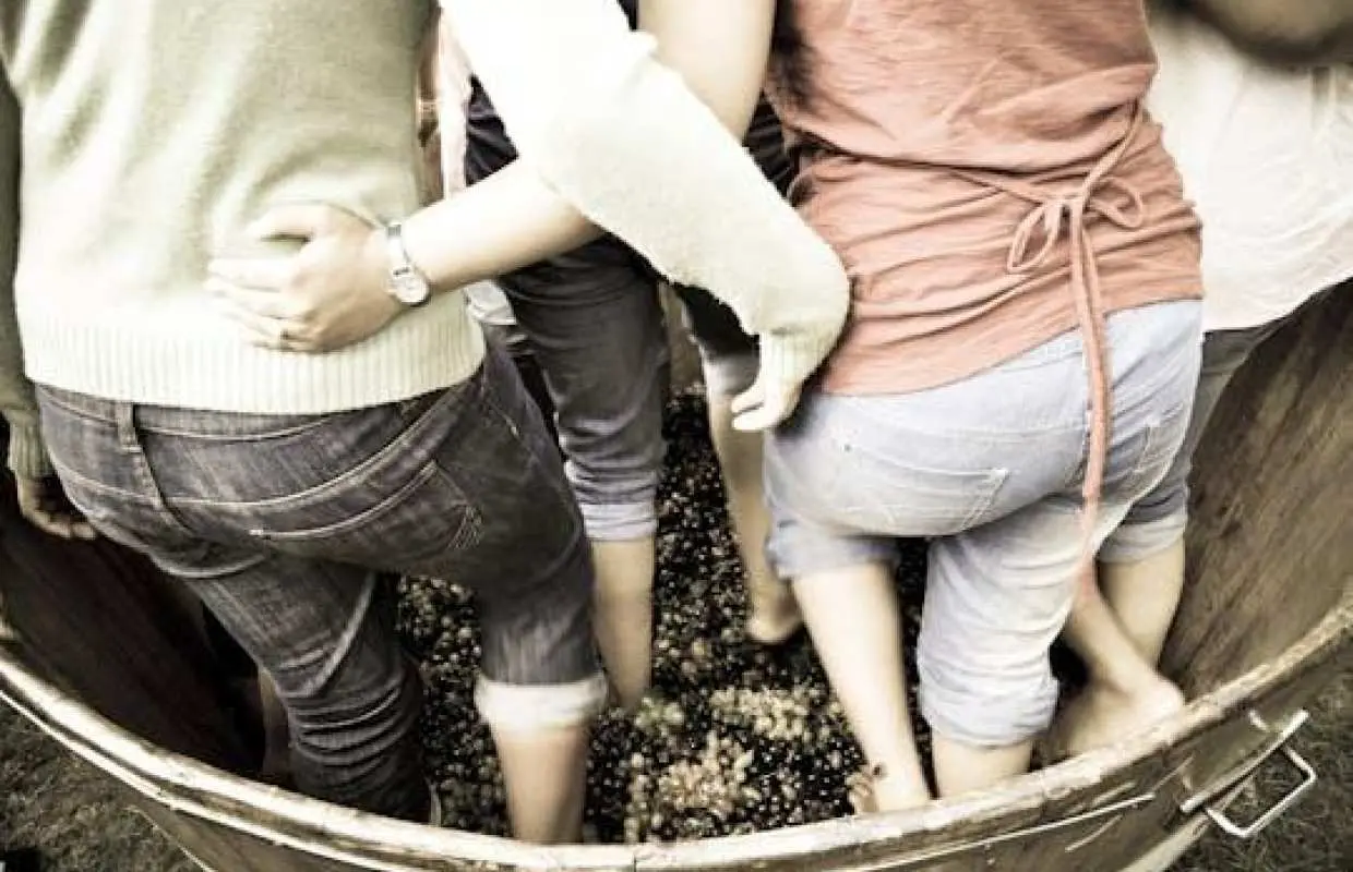Grape stomping experience at Les Pastras