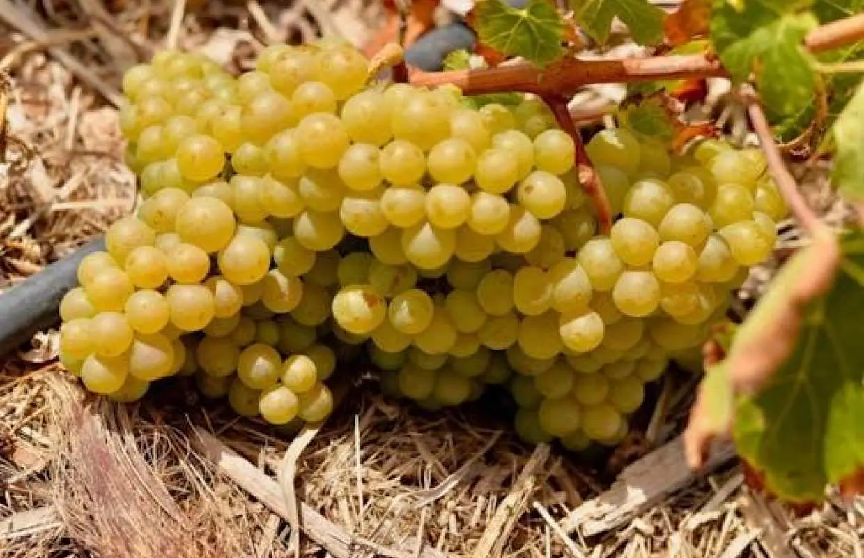 Fuerteventura private guided wine-tasting at Conatvs Winery