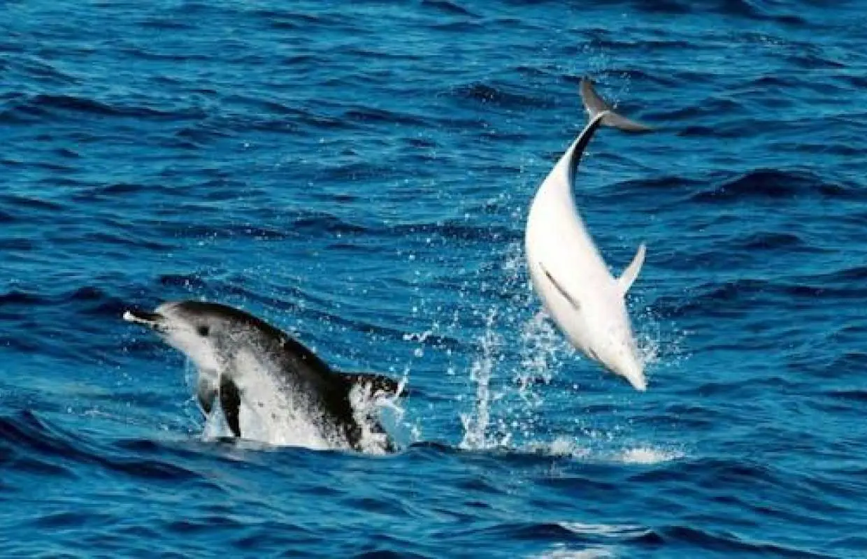 Whale & Dolphin Watching Corralejo