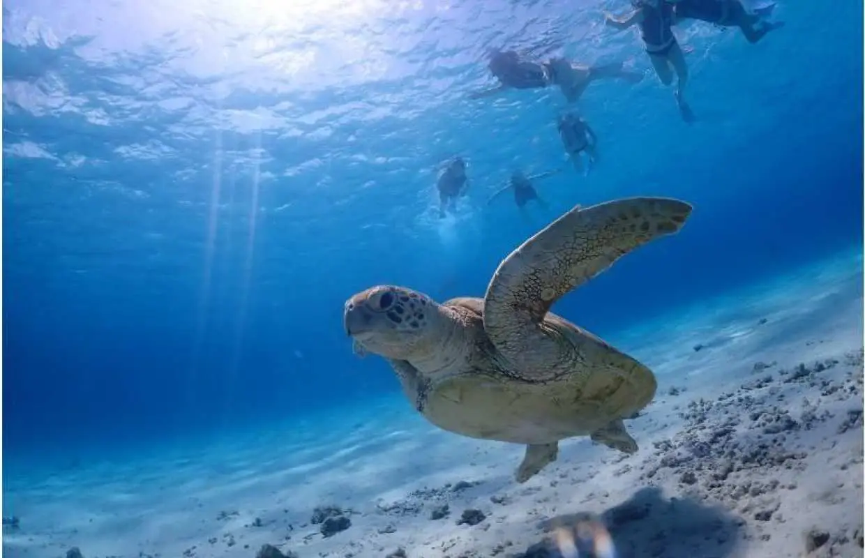 【座間味島・慶良間諸島】世界が恋する海でボートシュノーケル(2ポイント)