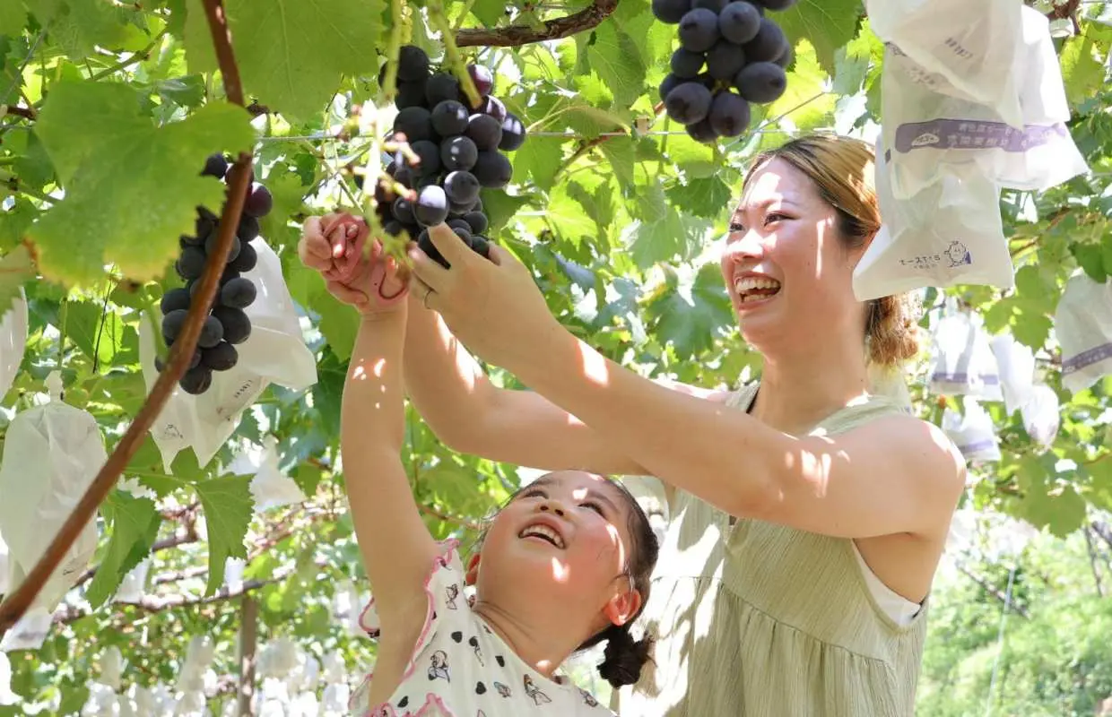 Yokabus Fukuoka Hiyoko Sweets Factory, Frog Temple & Seasonal Fruit Picking