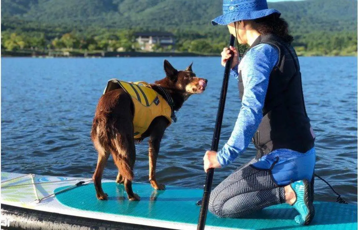 【富士山・山中湖】初心者歓迎！　山中湖でのSUP体験＜180分コース＞　お子様もご一緒に！10才から参加OK！　愛犬も一緒に体験OK！