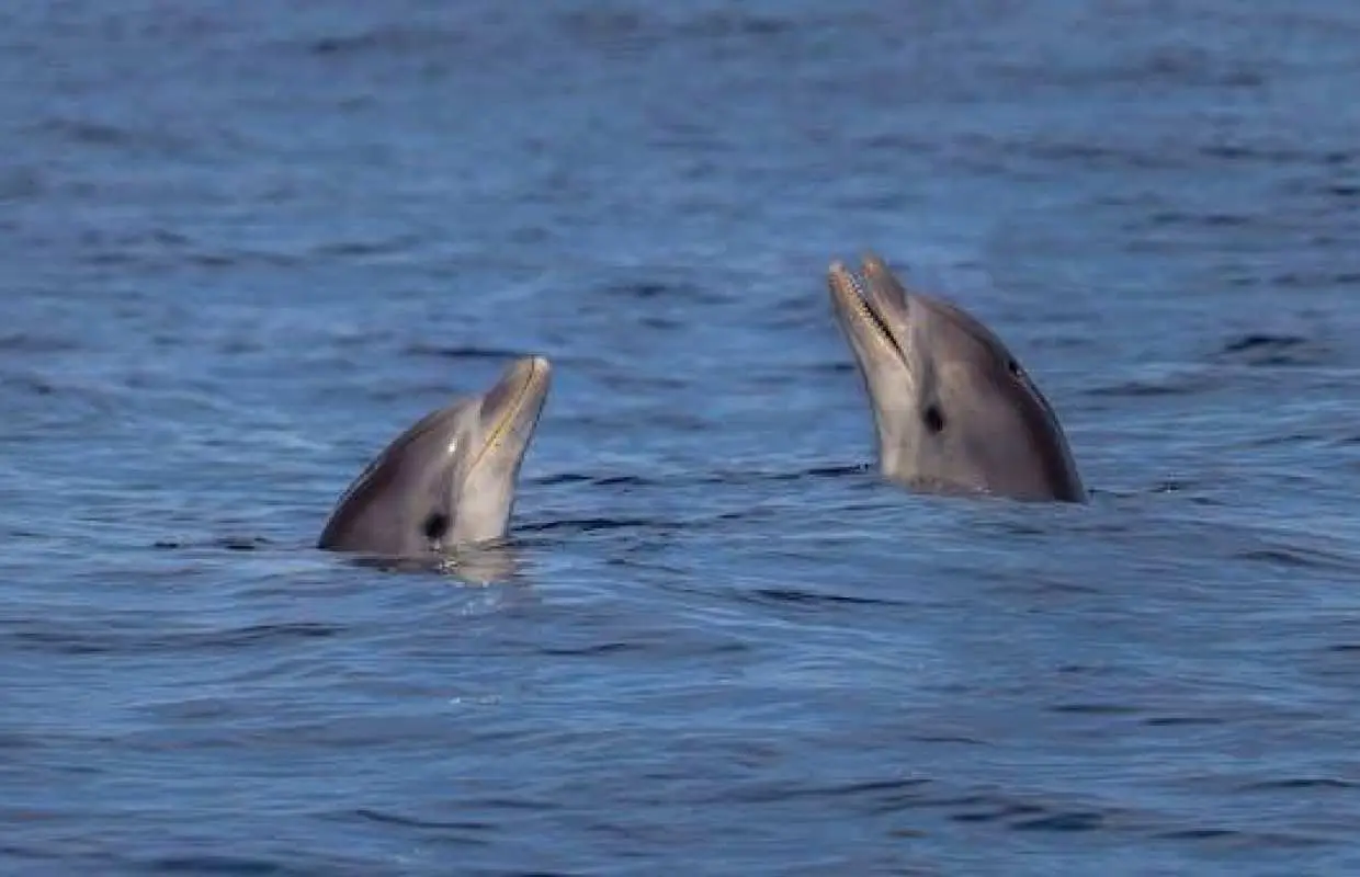 Cabo de Formentor boat trip with dolphin watching