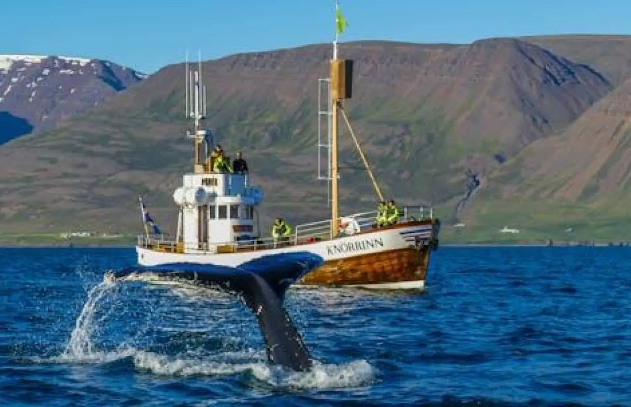 Whale watching tour in Árskógssandur