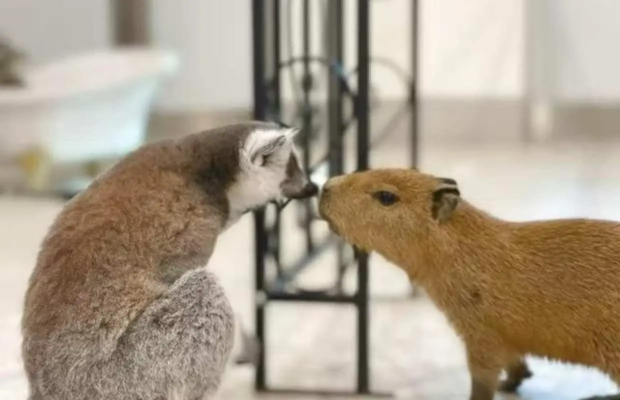 Yokohama Minato Mirai | Anitouch Indoor Zoo Interactive Experience Tickets