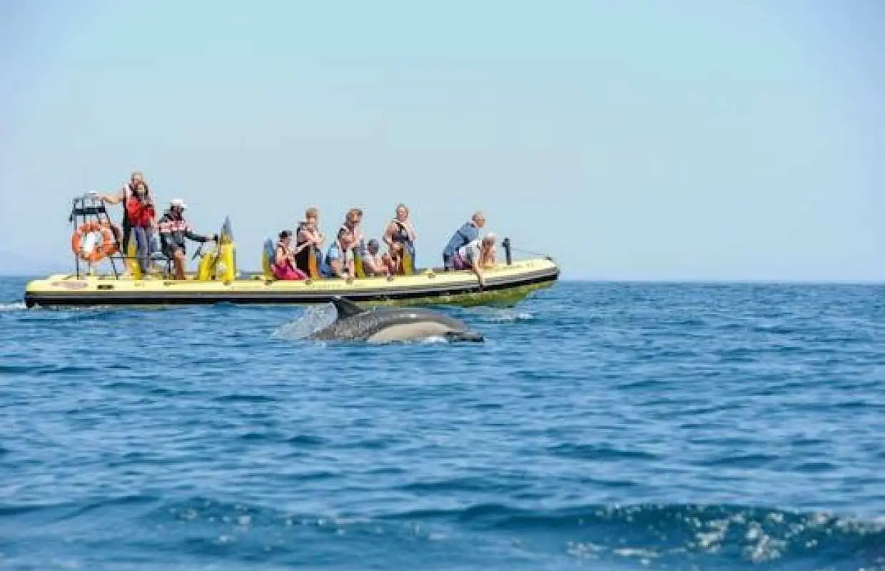 Insonia Cave and Dolphins Speedboat with Transport from Albufeira