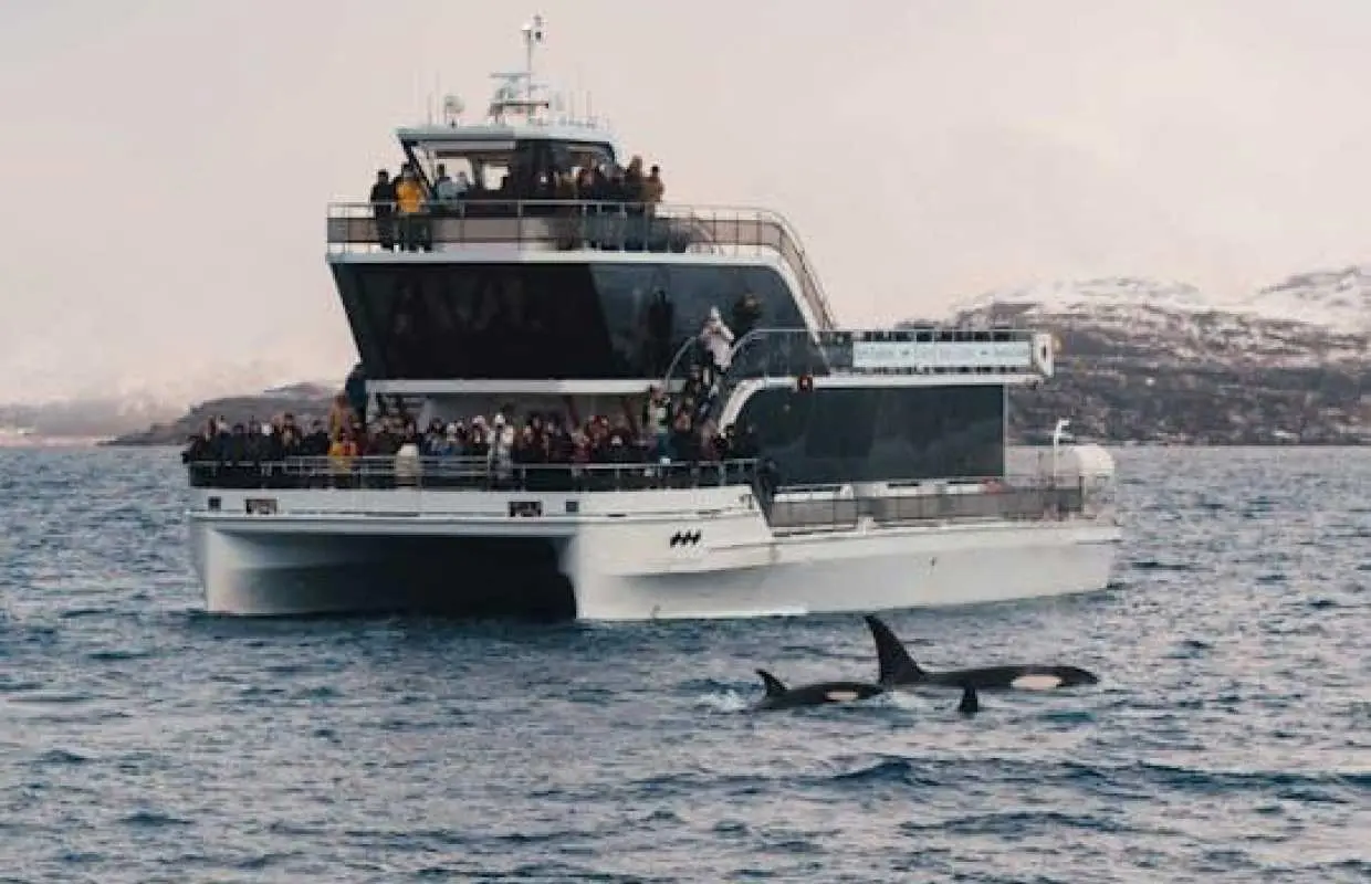 Silent whale watching tour by boat