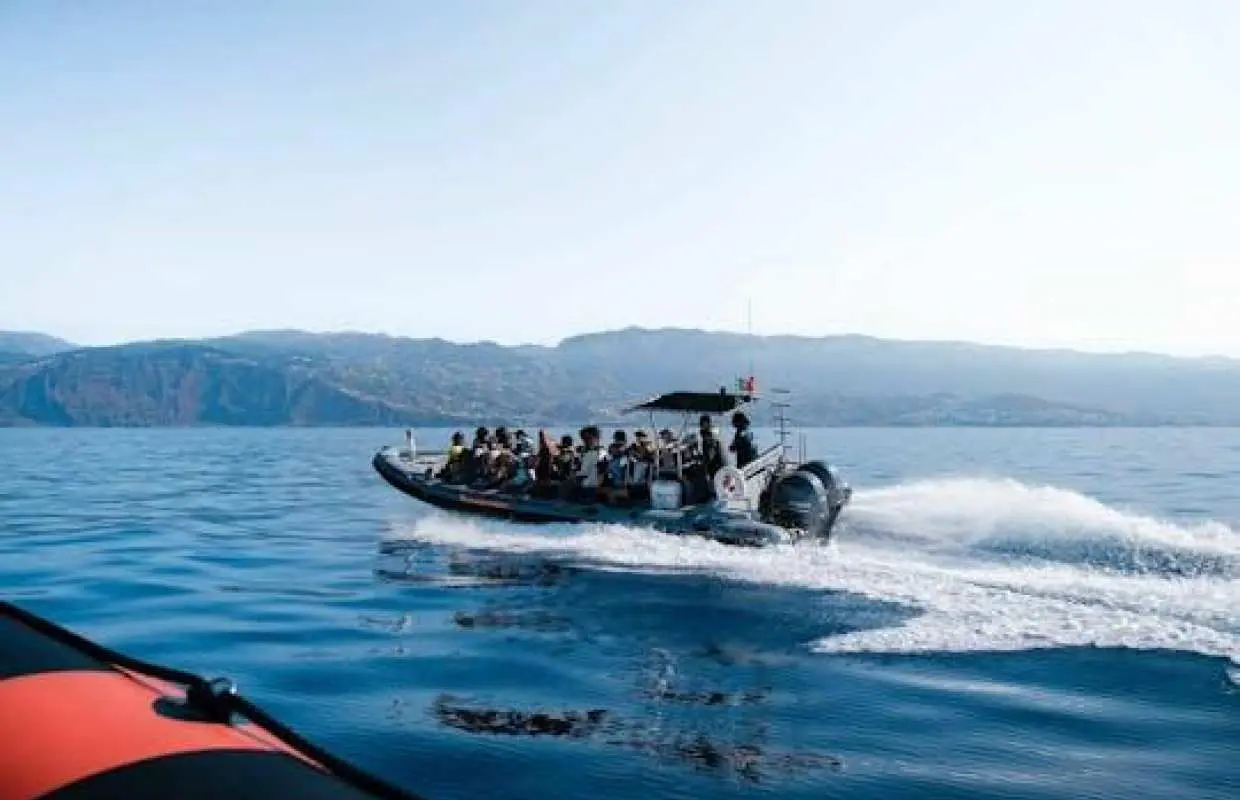Dolphin and whale watching speedboat tour ticket