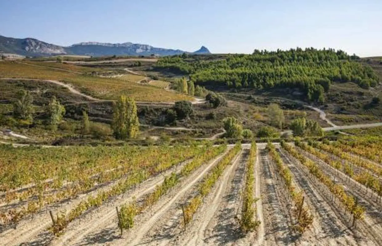 Visit to two wineries in La Rioja with pintxos from Bilbao