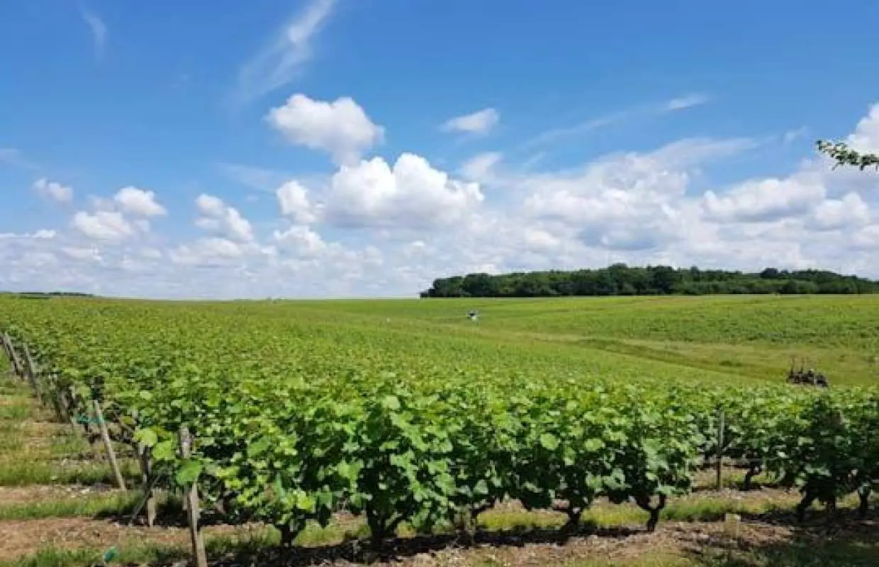 Loire Valley Day from Tours with Visit to Azay le Rideau and Villandry