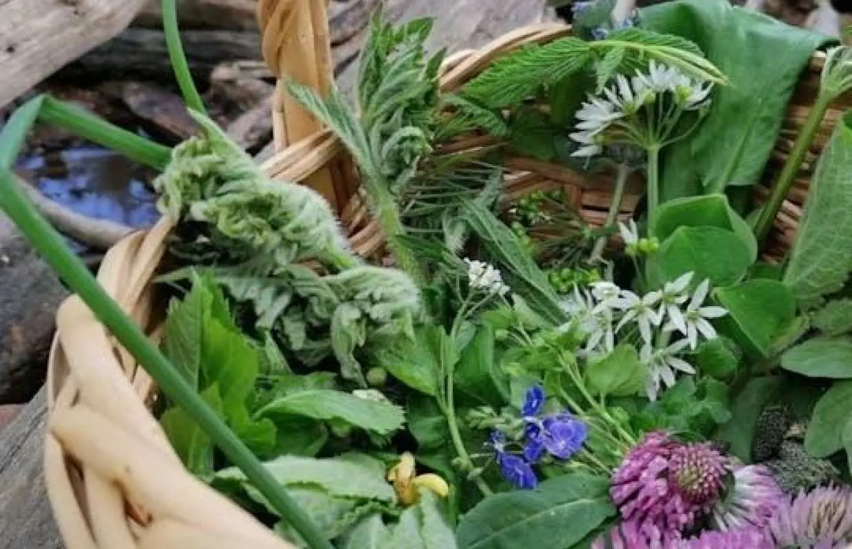 巴登-巴登野生植物採摘導覽健行之旅