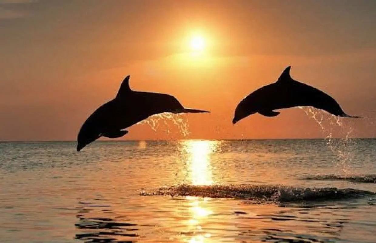 Pula dolphin-watching boat tour with dinner on board