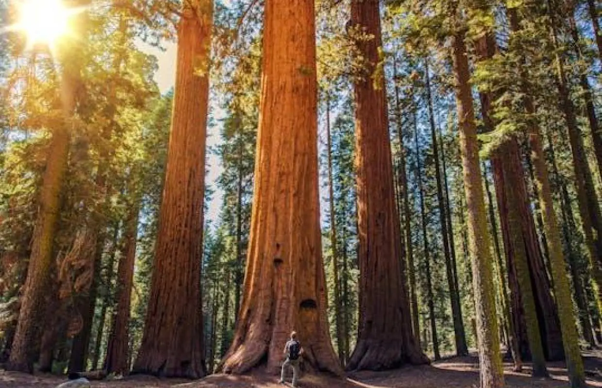 Sequoia and Kings Canyon National Park self-guided driving audio tour