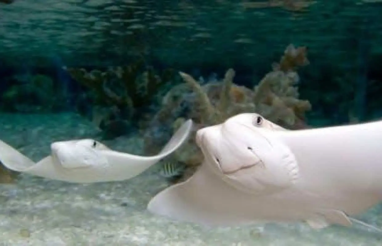 堪薩斯城海洋生物水族館門票