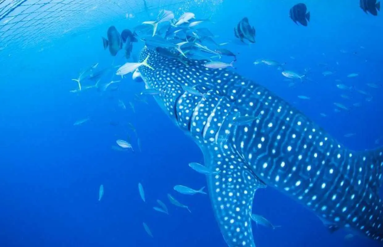 【沖縄・読谷】世界最大の魚「ジンベエザメ」と一緒に泳ぐ迫力満点のファンダイビング｜初心者・ブランクダイバー大歓迎！｜少人数制で安心｜