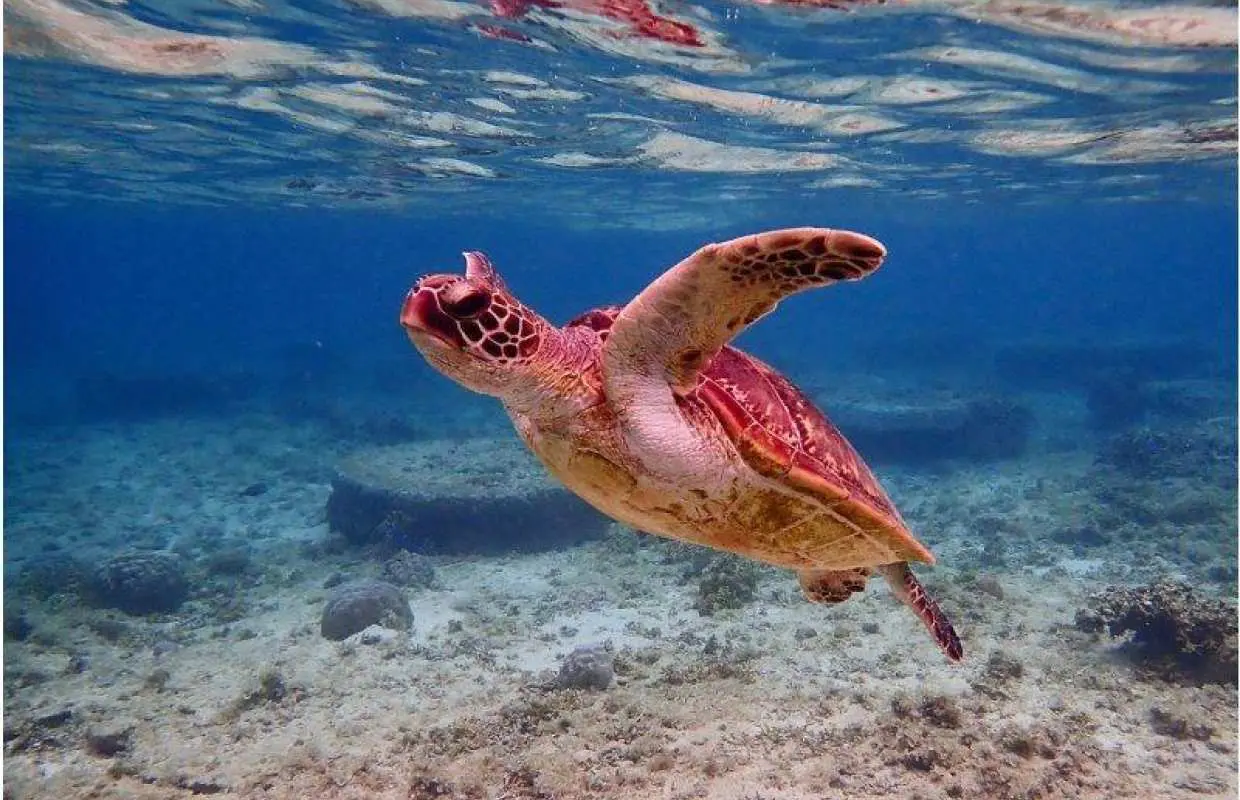 那覇からのアクセスも抜群！本島・南部ウミガメが生息してる【ジョン万ビーチ】で1組様限定のシュノーケリング冒険ツアー♪