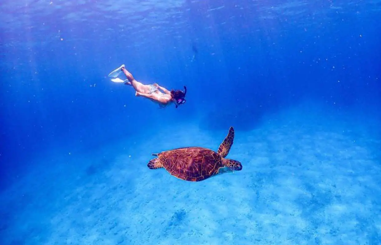 【沖縄・慶良間諸島】無人島でウミガメシュノーケリング&スキンダイビング★小さなお子様連れでも安心♪