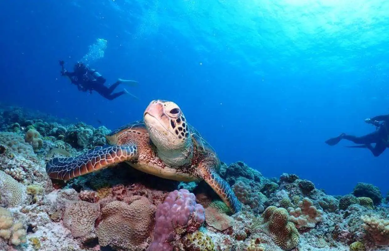 【沖縄・慶良間諸島】無人島でウミガメ体験ダイビング！シュノーケリングも楽しめる満喫ツアー★貸切ボートも可能