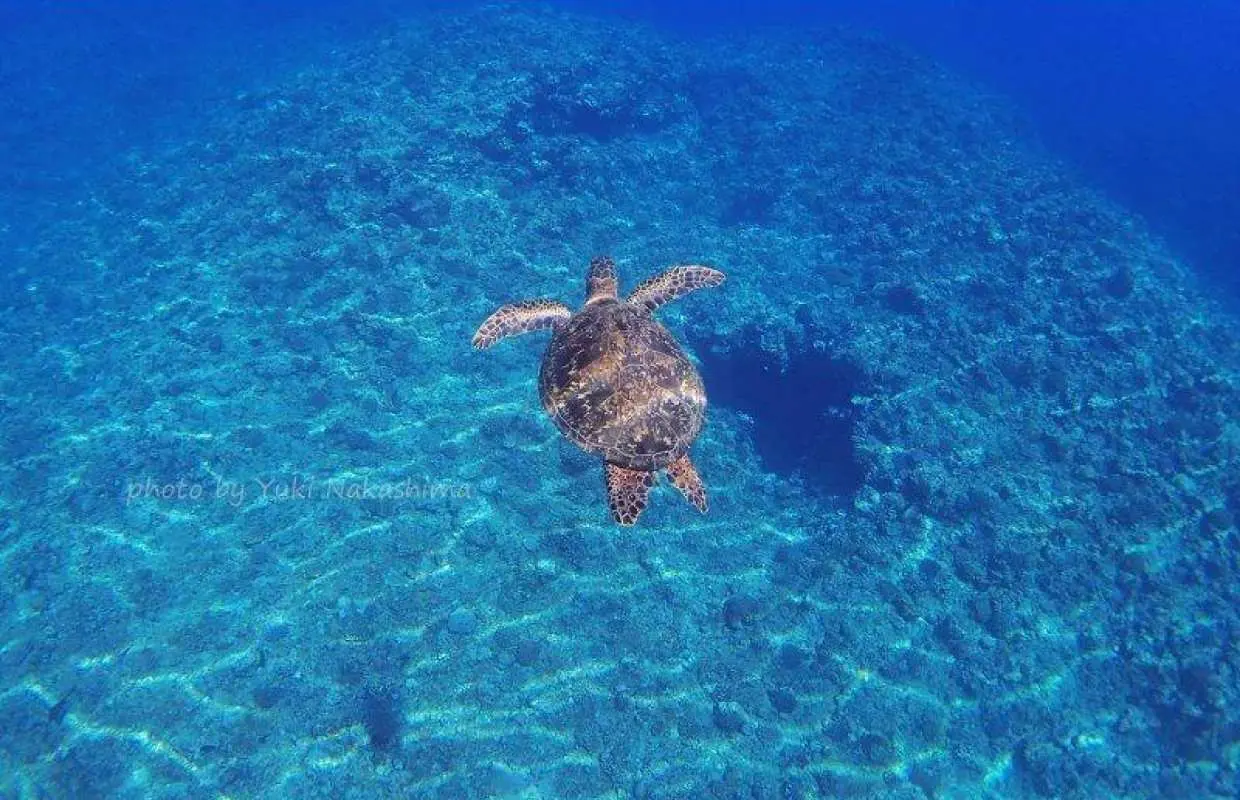 [Okinawa, Kumejima] Half-day boat snorkeling in the sea of ​​Kumejima