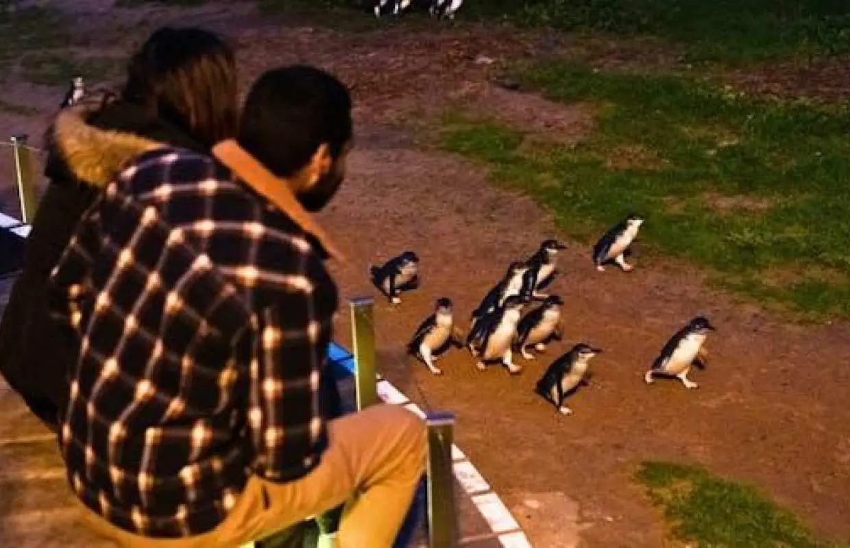 Penguin Parade Express Guided Tour from Melbourne