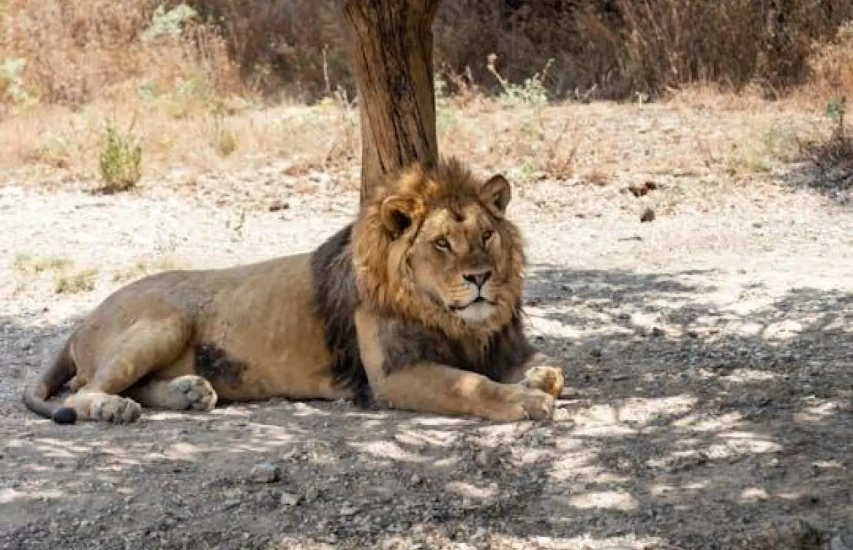 弗里吉亞動物園