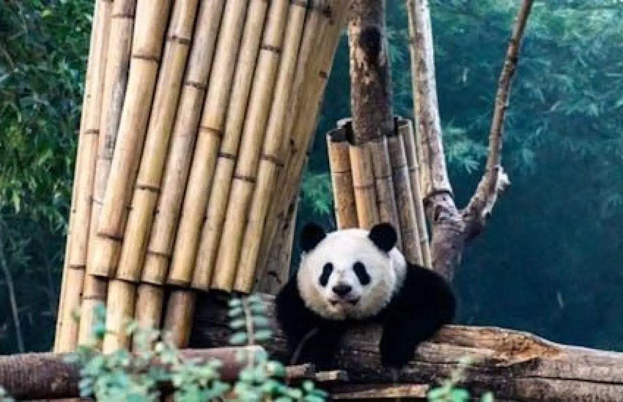 A Panda-themed adventure for families