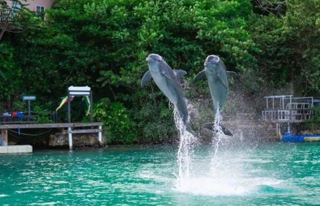 海豚灣奧喬裡奧斯和亞曼冒險公園