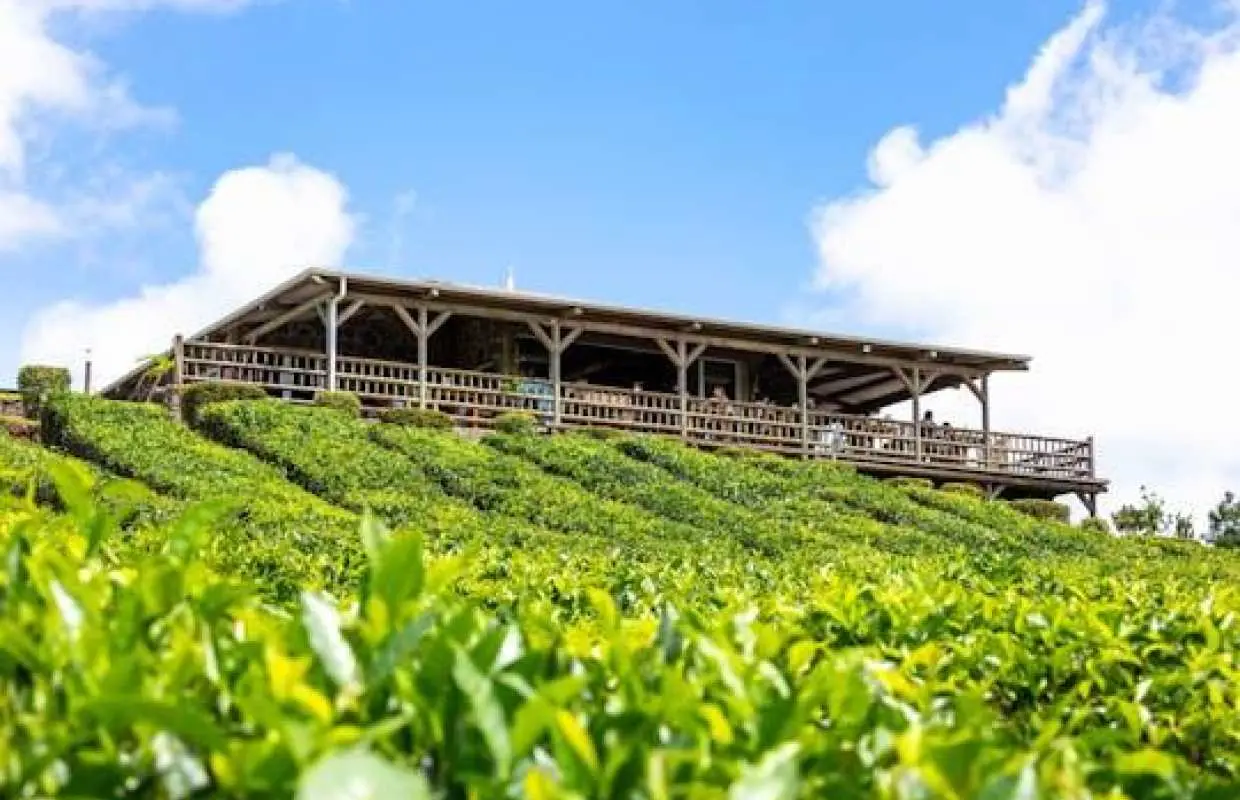 Mauritian Tea Route Tour with Bois Chéri factory and Plantation