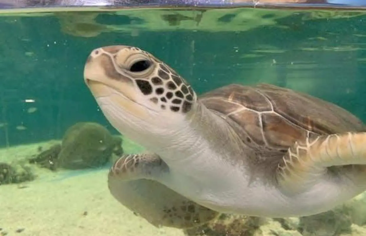 凱恩斯水族館海龜醫院參觀及門票