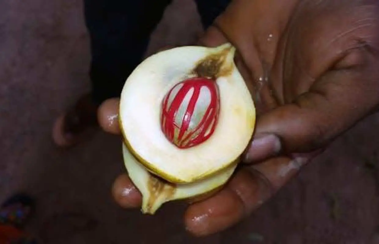 Zanzibar香料农场私人之旅