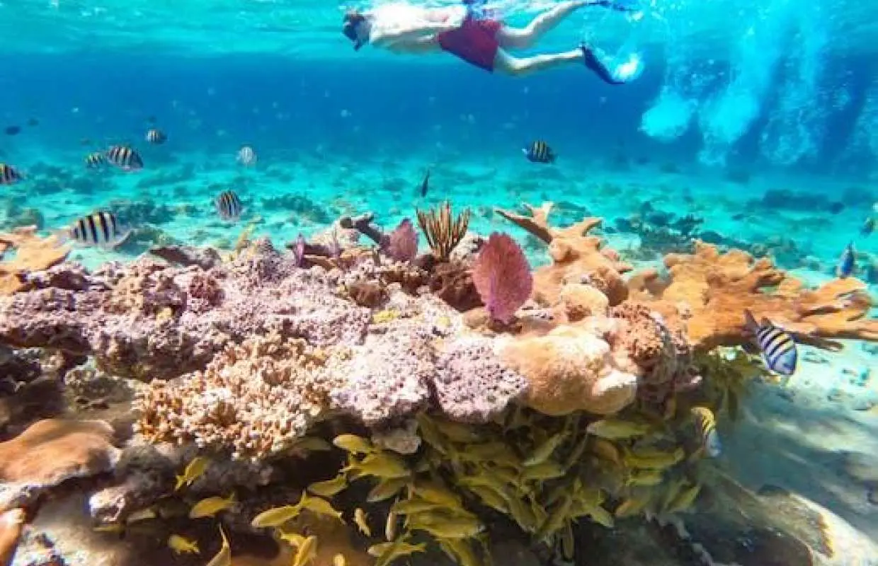 Pearl Island beach escape tour with lunch and snorkeling