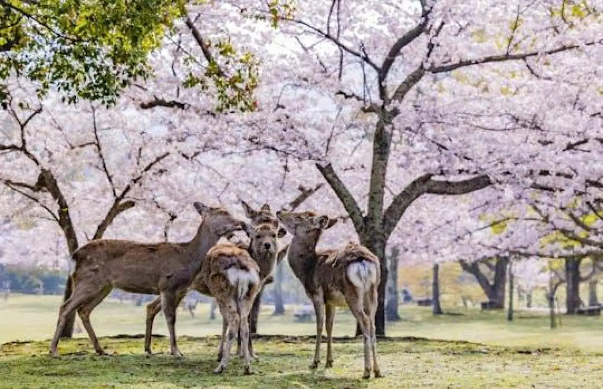 Full-day guided tour to Nara Park, Osaka and Kobe from Kyoto