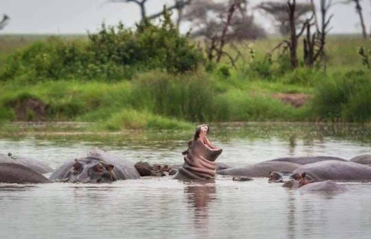 为期两天的尼雷尔国家公园野生动物之旅，含一晚住宿。