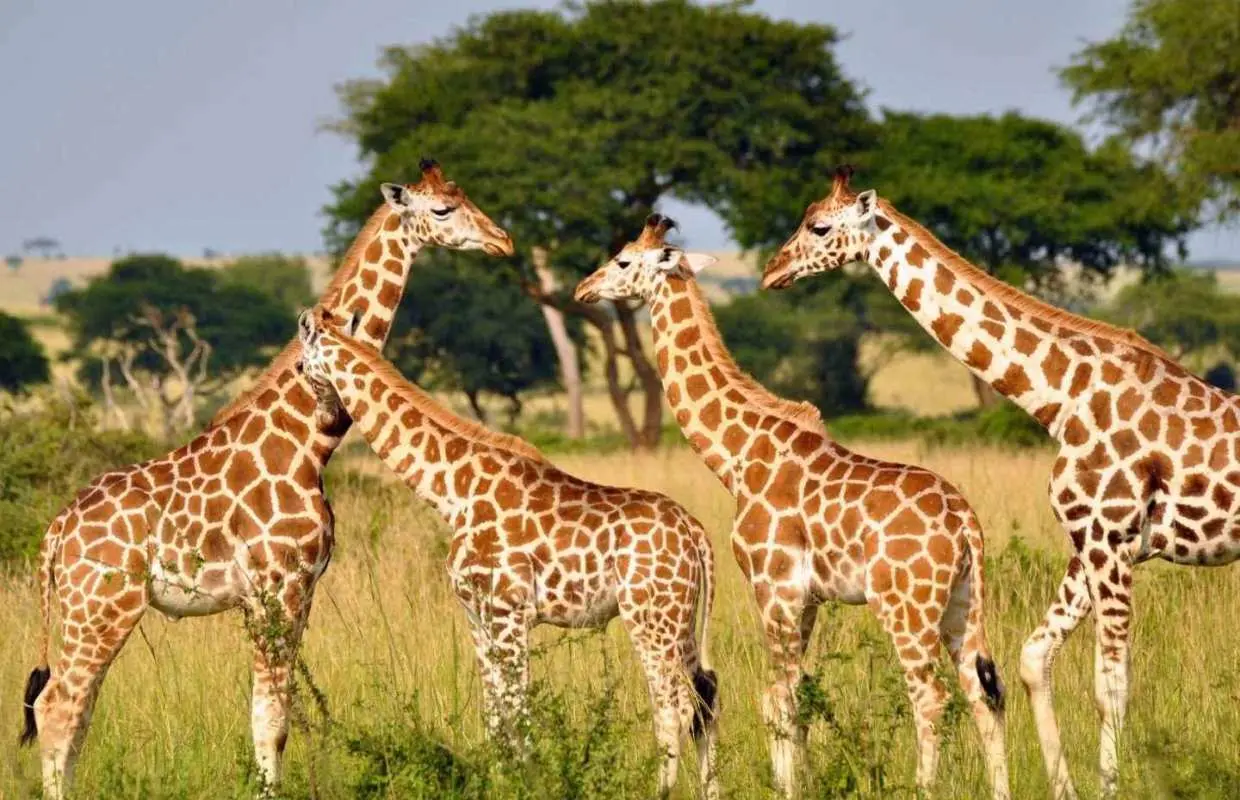 1/2 Day Phezulu Safari Park & Valley of 1000 Hills - Durban｜South Africa