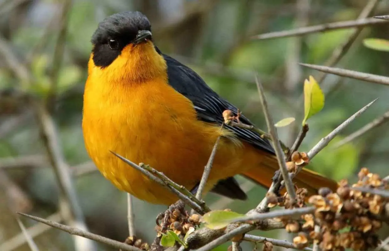 Richards Bay: Dlinza Forest Bird Watching Tour｜South Africa