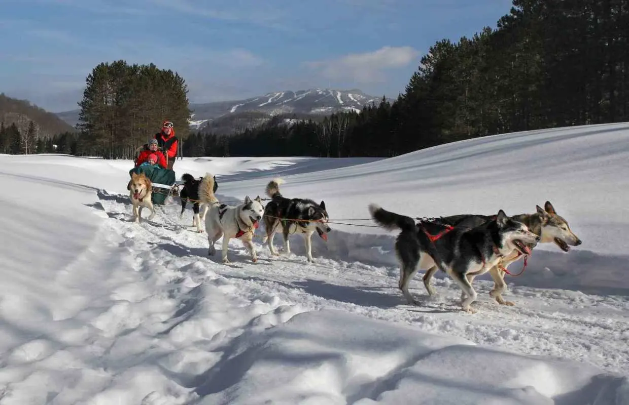 Mont-Tremblant: Guided Dogsledding Tour with Hot Chocolate｜Canada