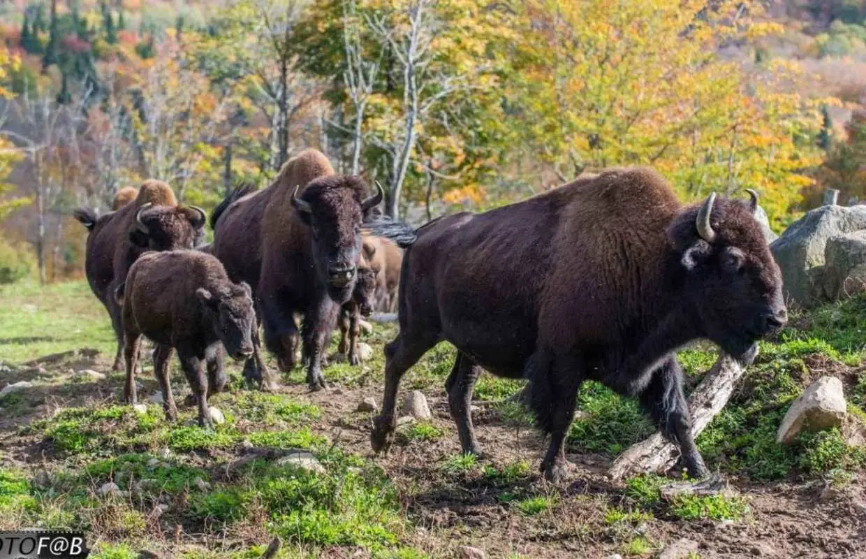 Full-Day Fishing & Wildlife Tour near Mont-Tremblant｜Canada