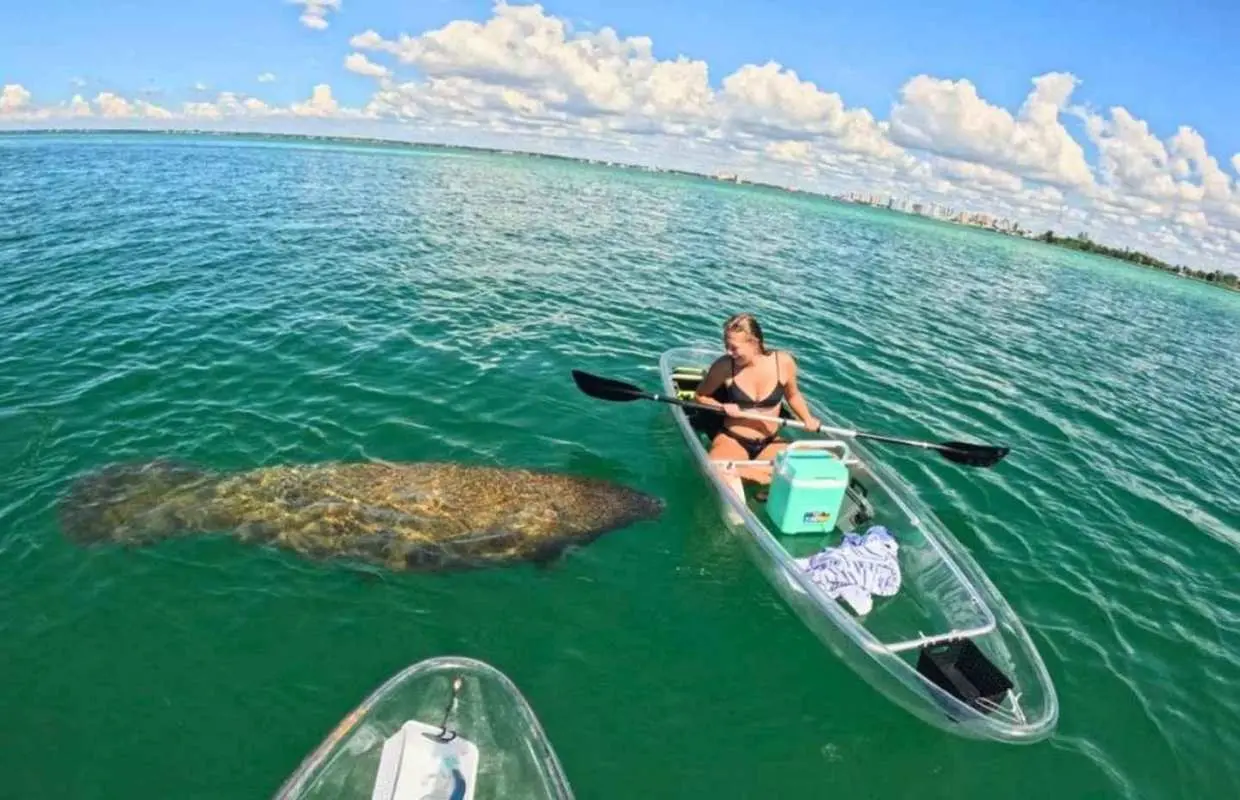 Sarasota: Clear Kayak Mangrove Tunnel & Beach Hopping Tour｜United States