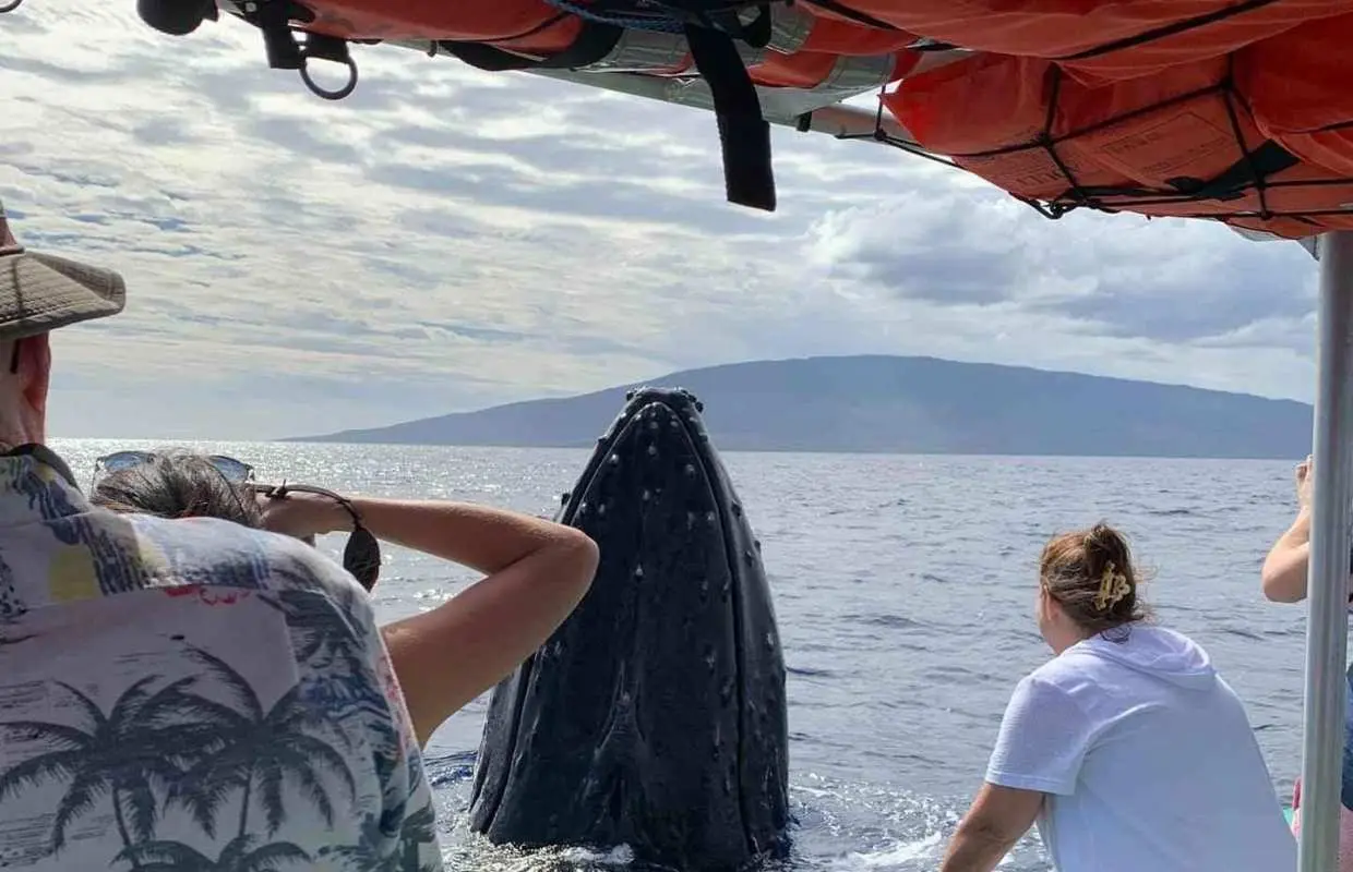 Ka'anapali: Whale Watching Boat Tour｜United States