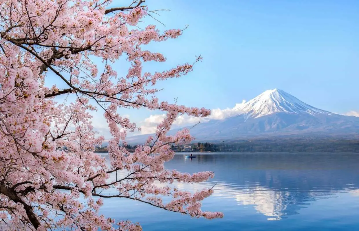 【日本  赏樱包车一日游】东京・关西・名古屋地区｜千鸟之渊・上野公园・目黑川・新仓山浅间公园・河口湖四季花海・富士山芝樱・背割堤・伏见十石舟・醍醐寺・胜尾寺・宇治・吉野山千本樱・壶阪寺・高远城遗址公园・犬山城・冈崎城・五条川樱花隧道・光前寺・寂光院等地区赏樱定制包车服务｜东京・大阪・京都・名古屋出发