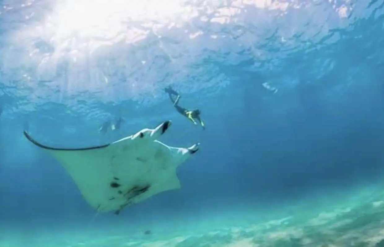 Nusa Penida: Snorkeling 2 Spot Manta Point